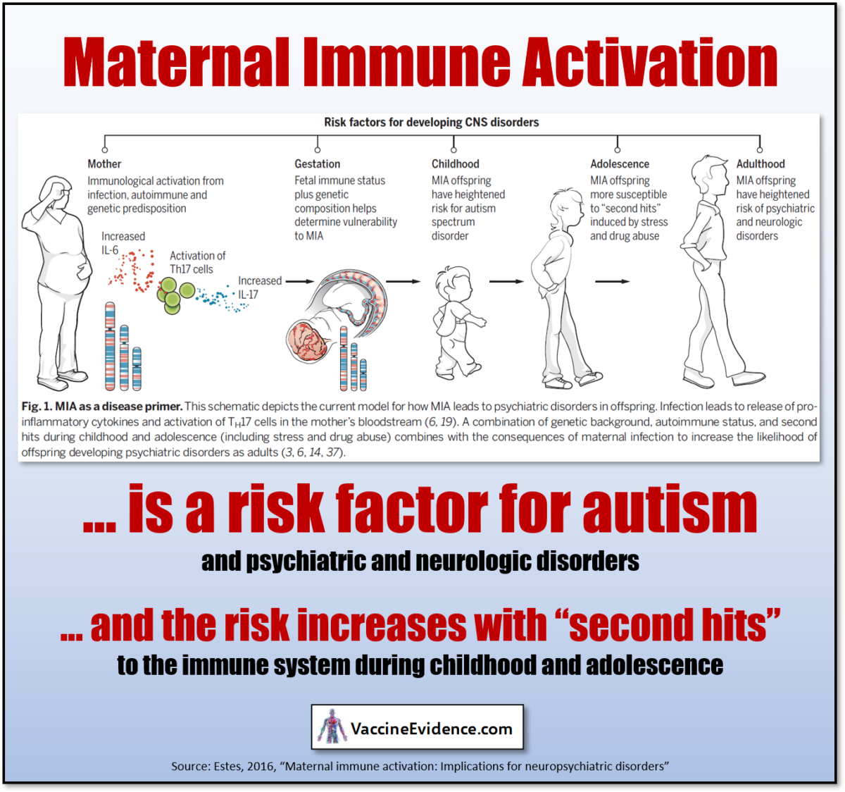 Maternal Immune Activation causes Autism